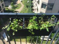 Blumenkästen Rattan-Optik mit Bewässerungssystem und Halterung Berlin - Charlottenburg Vorschau