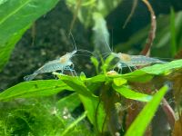 10x Sulawesi Inlandsgarnelen - Caridina pareparensis parvidentata München - Moosach Vorschau