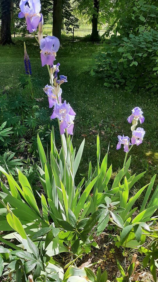 Pflanzen Lilie violett und Lupine rosa/ dunkelblau in Berlin