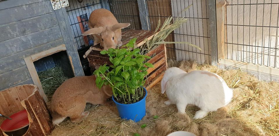 Kaninchen Familie in Hannover