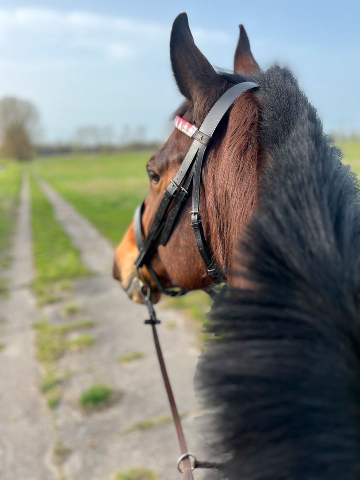 Reitbeteiligung zu vergeben in Ludwigsfelde