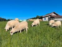 Schafschurwolle, Schafwolle, Wolle, Bio - gewaschen und kardiert Bayern - Sulzberg Vorschau