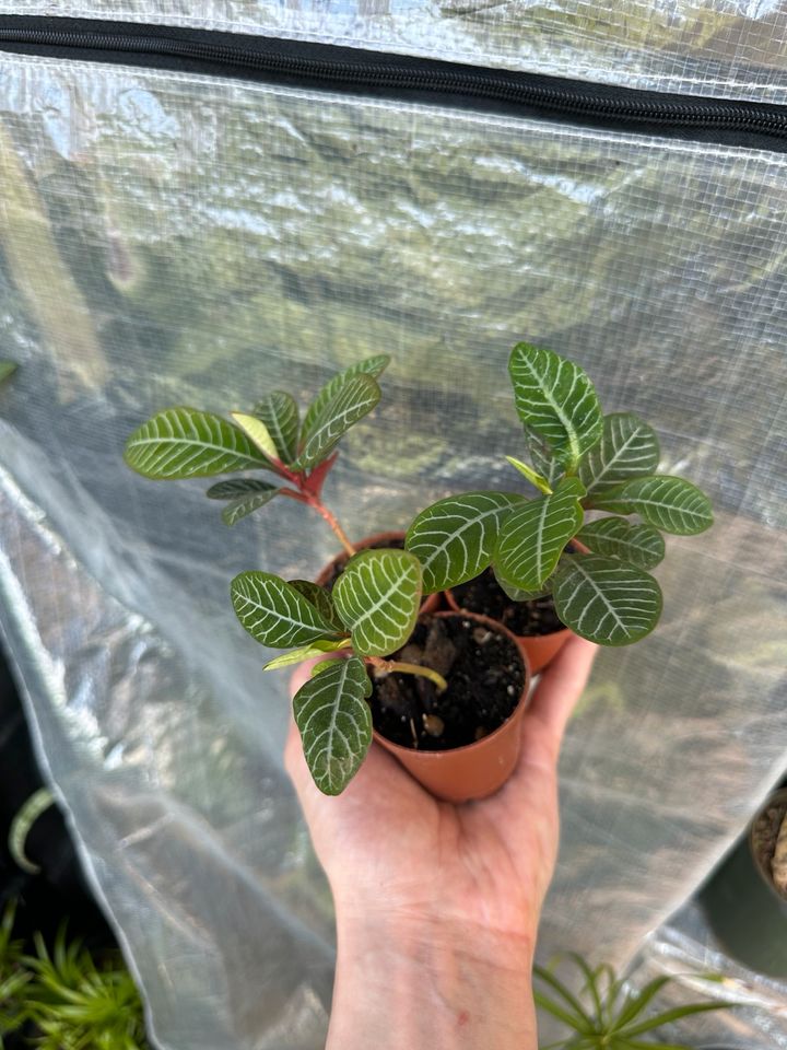 SPUCKPALME Euphorbia Leuconeura Madagaskarjuwel Zimmerpflanze RAR in Berlin