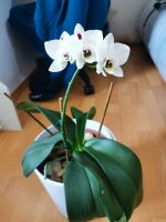Orchidee im Übertopf Thüringen - Jena Vorschau