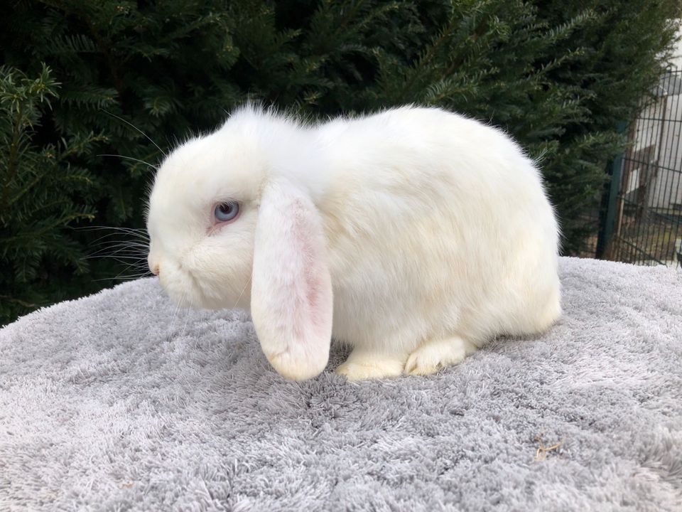 Kastrat, Rammler, Minilop, Mini Lop in Horneburg