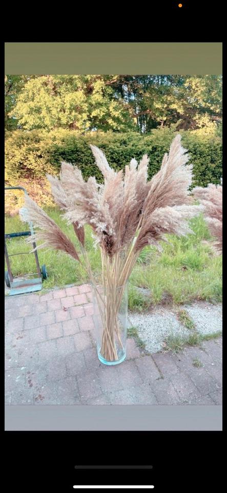 Pampasgras XXL super fluffig Trockenblumen Hochzeit Dekoration in Mögglingen