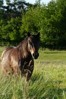 Dartmoorpony  Pony reitpony Hessen - Büdingen Vorschau