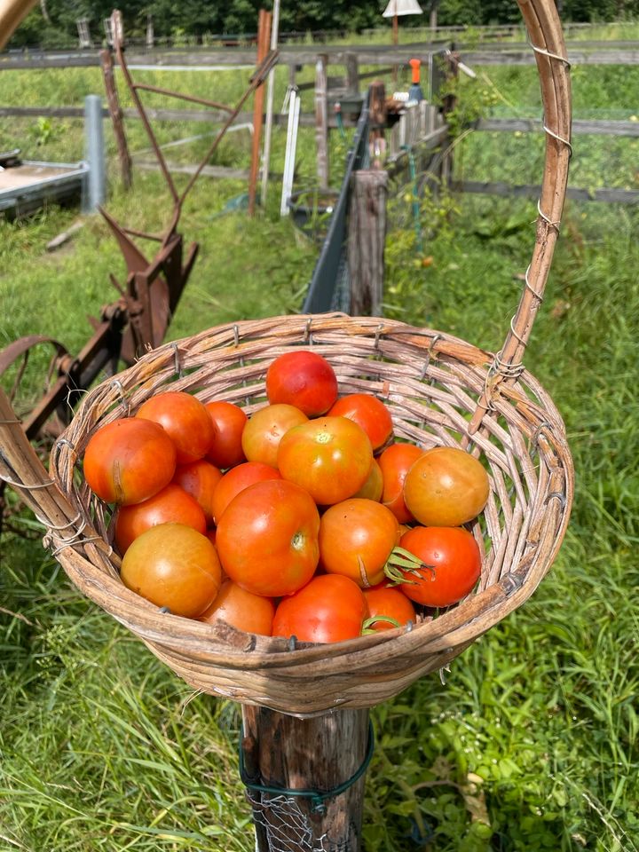 Tomatenpflanzen mehrere Sorten, 100% Biologisch! in Oberlangen
