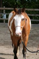 Reitbeteiligung (Pferd sucht Reiter) Bayern - Rotthalmünster Vorschau