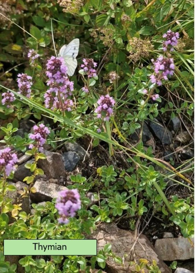 Echter Lavendel mehrjährig, besonders insektenfreundlich in Alzenau
