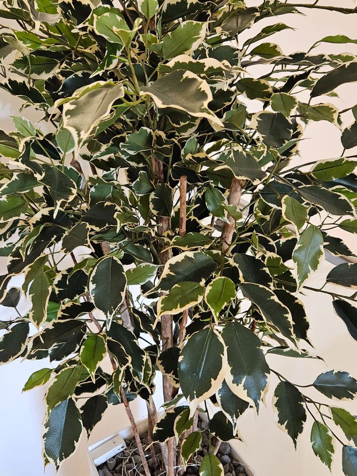 Ficus Benjamini Kunstpflanze in Rammingen