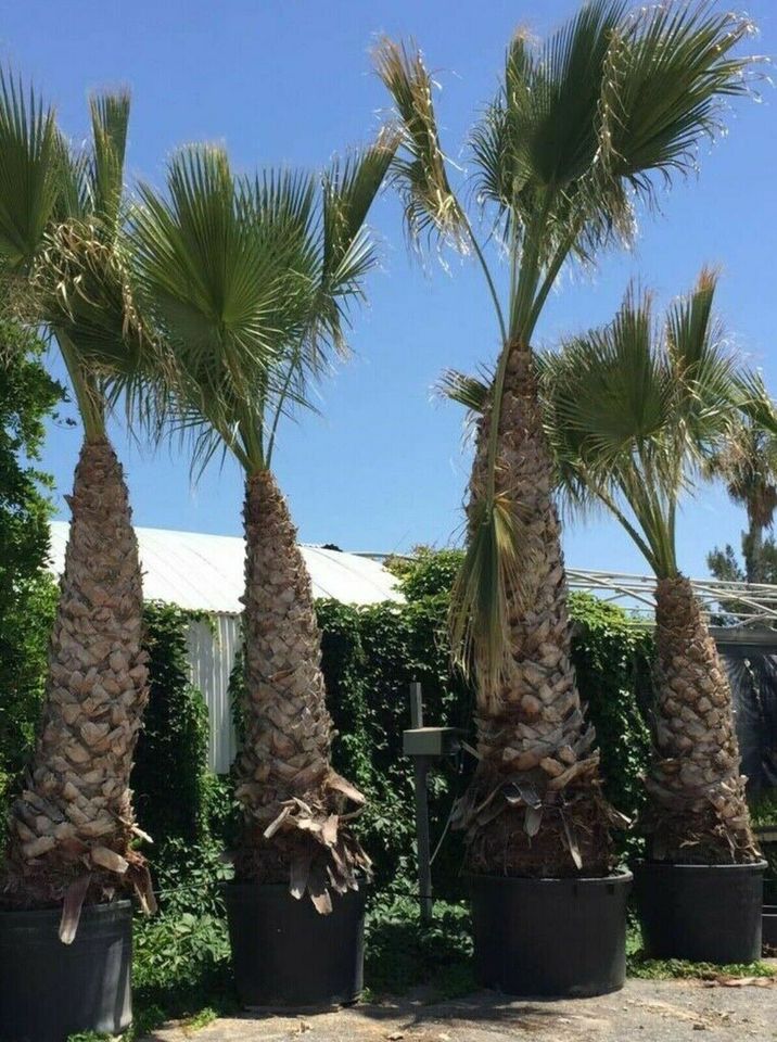 Washingtonia robusta Petticoat Priesterpalme Palme 2-7m Lieferung in Nordkirchen