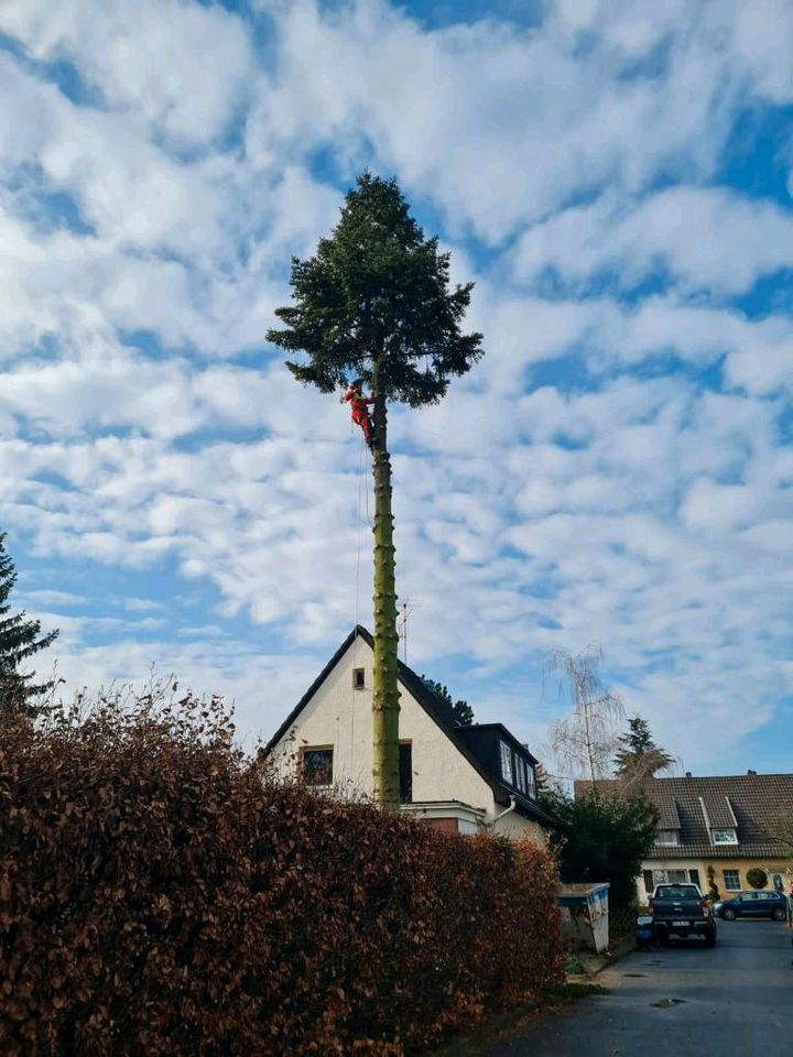 Baumfällung & Baumschnitt in Altenbeken