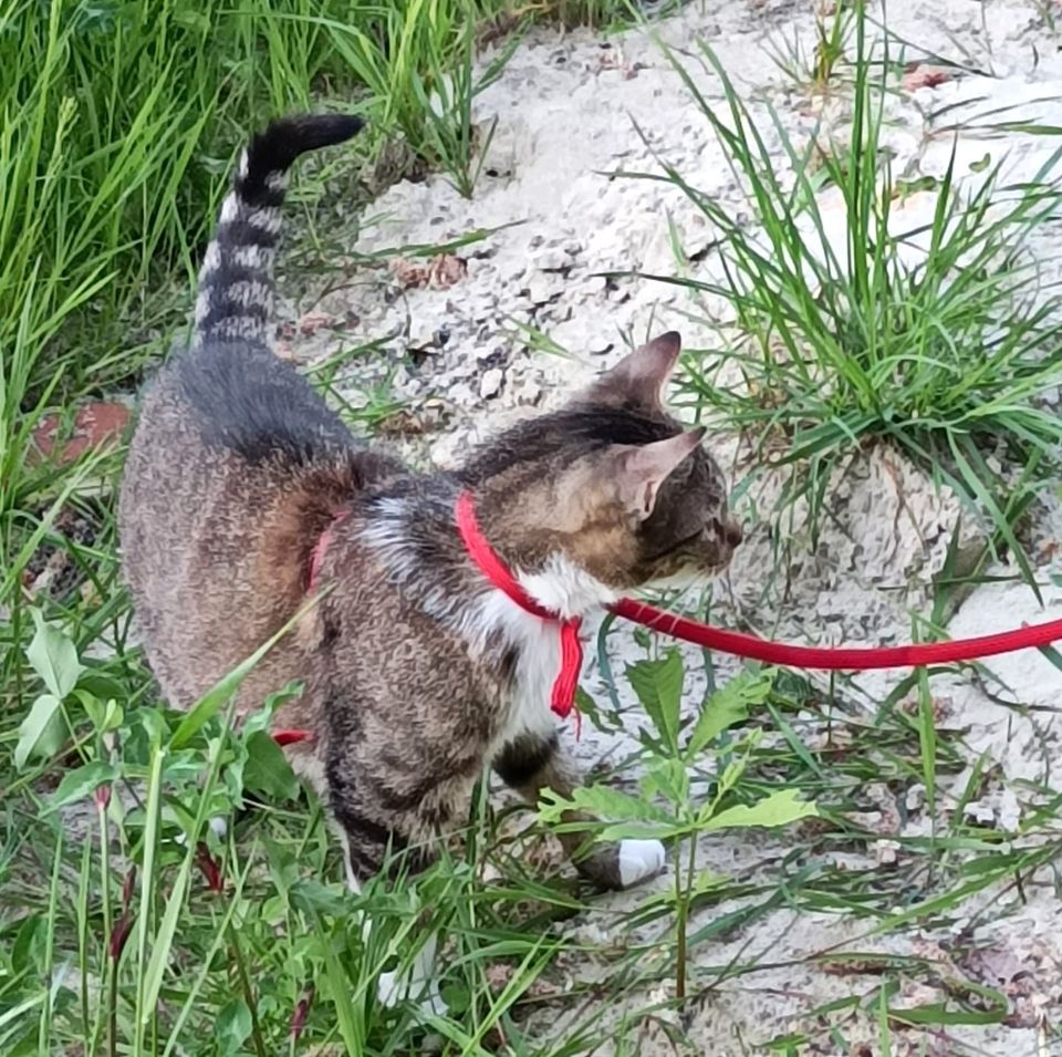 Kater Caruso ❤️ voller Liebe und Vertrauen ! in Berne