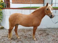 Haflinger Wallach Bayern - Velden Vorschau