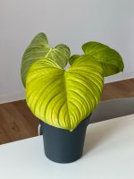 Philodendron Nangaritense Nürnberg (Mittelfr) - Südstadt Vorschau