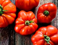 Tomate Freilandtomate Marmande getopft Bio Garten Schleswig-Holstein - Barkelsby Vorschau