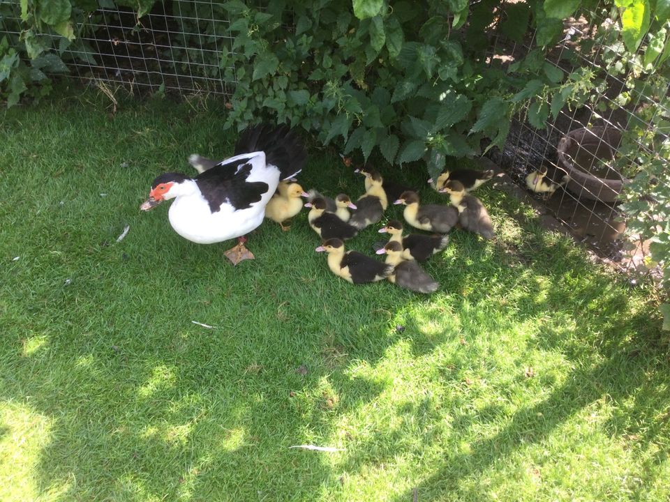 Suche Unterstützung Kleintier Hühner Enten Pute in Lingenfeld