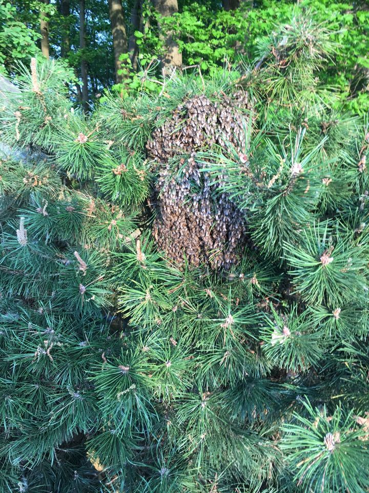 Bienenschwarm? Biete Hilfe und fange diese wenn möglich ein in Dülmen