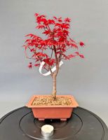 Bonsai Acer Palmatum Deshojo Rheinland-Pfalz - Böhl-Iggelheim Vorschau