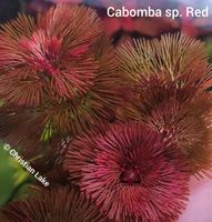 ⭐☘️❗ Rarität ❗Cabomba sp. Red Aquariumpflanzen Selten Niedersachsen - Meppen Vorschau