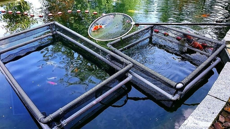 Fischgehege 1,28 x 1,28 x 1,35m für Koi,Forelle,Karpfen,Zander in Weiden (Oberpfalz)