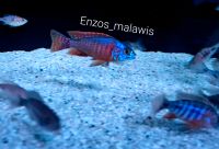 Malawi Barsche Fische Aulonocara Mandarin Hessen - Dreieich Vorschau