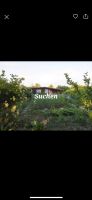 Suche dringend Garten in Berlin Berlin - Reinickendorf Vorschau