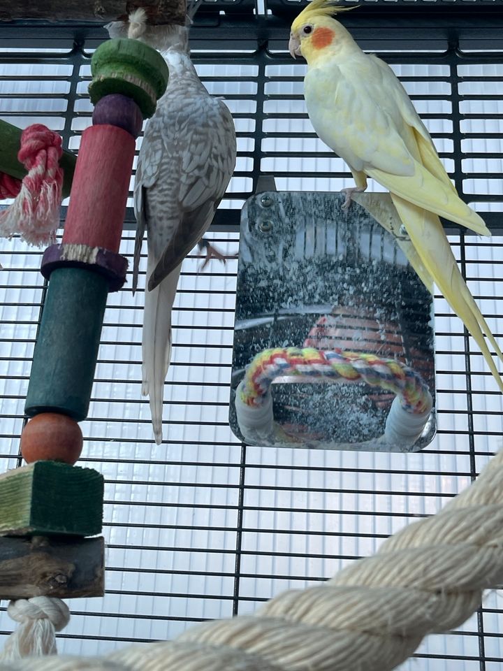 Nymphen Sittich Pärchen mit Käfig in Castrop-Rauxel