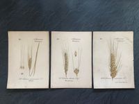 drei antike Chromolithografien, Getreidesorten, handcoloriert Brandenburg - Eichwalde Vorschau