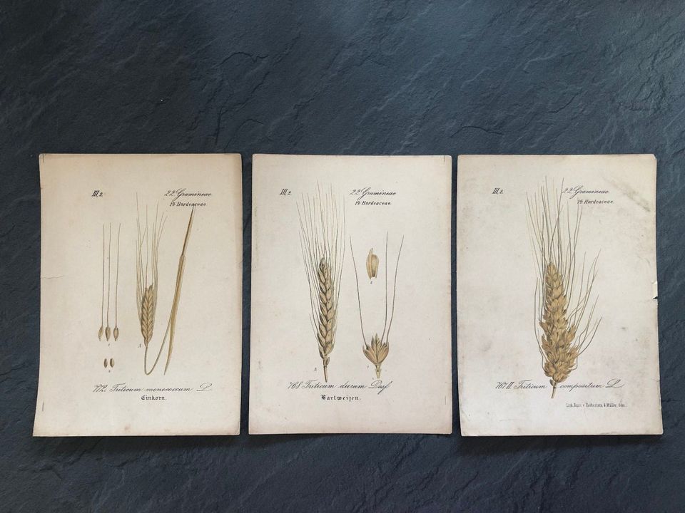 drei antike Chromolithografien, Getreidesorten, handcoloriert in Eichwalde