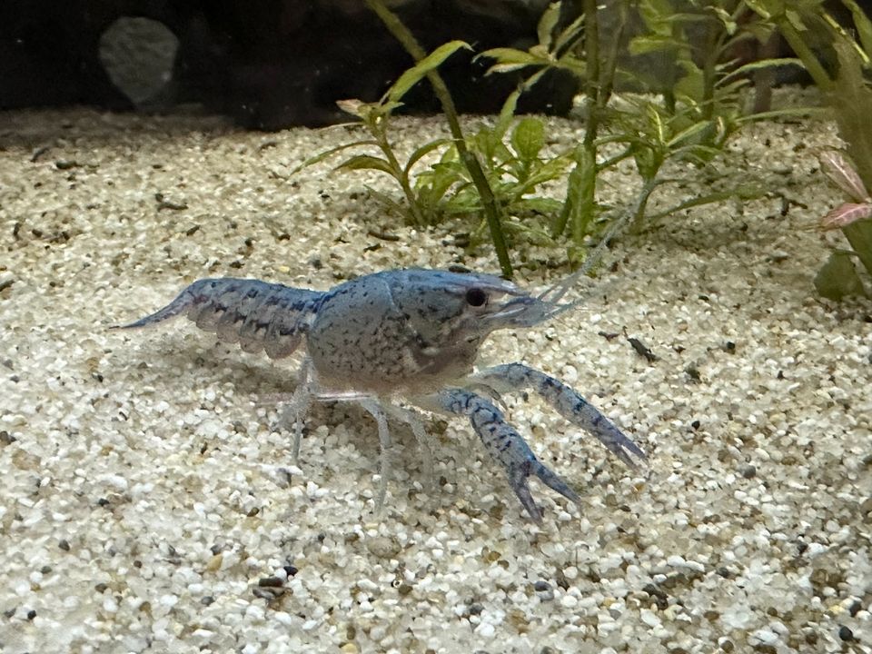 Procambarus | blauer Floridakrebs in Düren