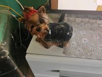 Porzellan Yorkshire Terrier von Goebel Essen - Altenessen Vorschau