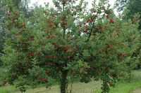 Obstbaumschnitt Obstbaum schneiden / verschneiden Brandenburg - Eggersdorf Vorschau