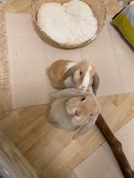 Minilop Kaninchen Paar Hessen - Darmstadt Vorschau