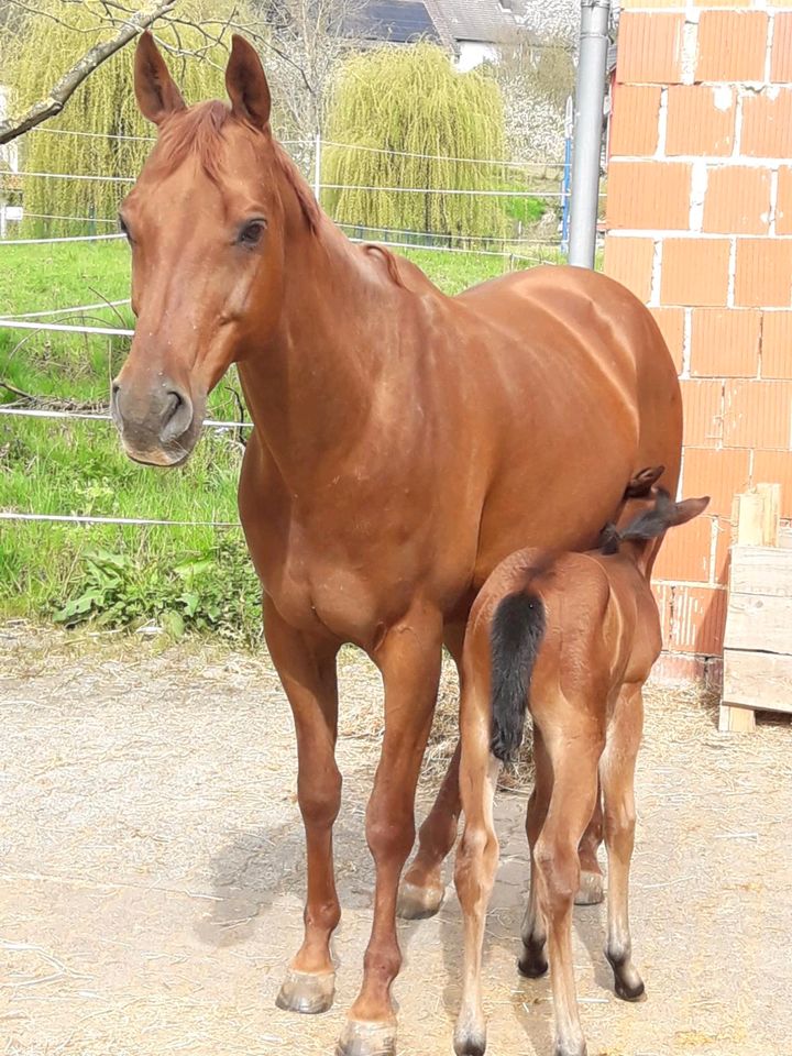 Quarter Horse Stute, Zuchtstute in Grebenau