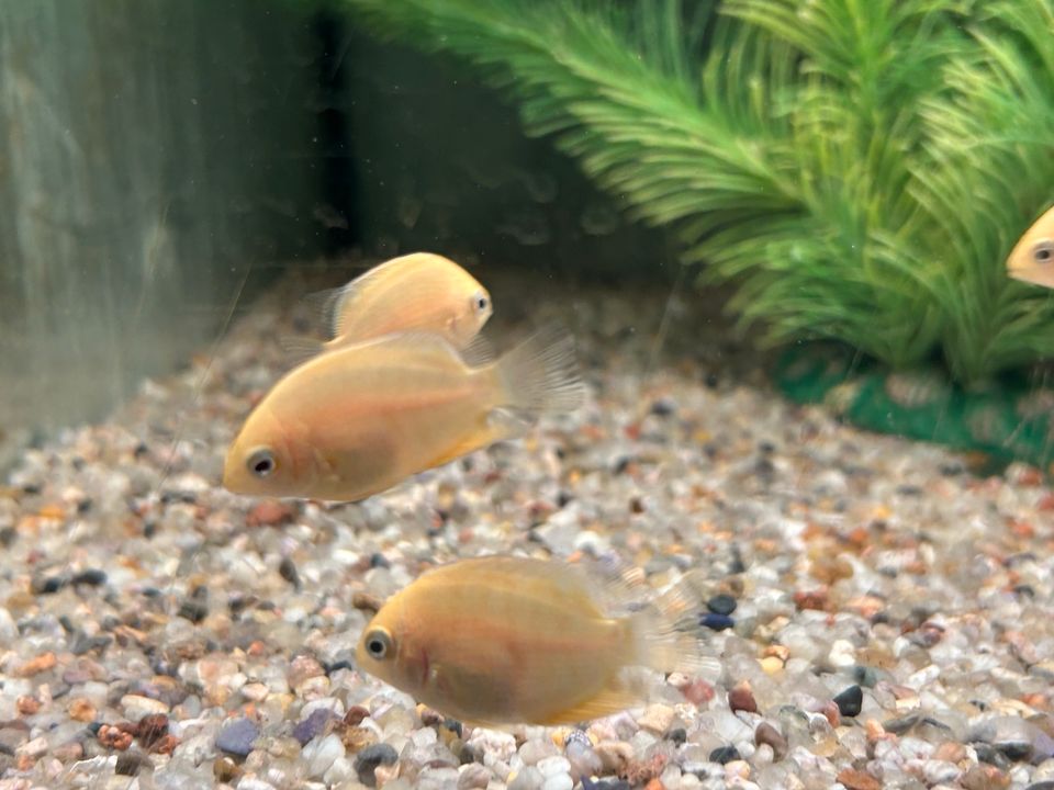 Heros severum gold Augenfleckbuntbarsch 4,50€ in Rangendingen