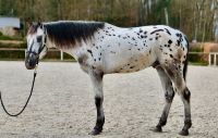 schicker Appaloosa, Andalusier, Hengst Rheinland-Pfalz - Neustadt (Wied) Vorschau