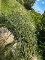 Frisch geschnittener Bambus zu verschenken Bayern - Heilsbronn Vorschau