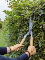 Hecke schneiden Heckenschnitt (mit Entsorgung) Sachsen - Zittau Vorschau