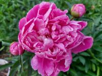 ☘️ Pfingstrose 'Gilbert Barthelot' rosa gefüllt - 30cm Staude Brandenburg - Ziltendorf Vorschau