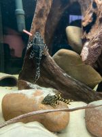 2x L204 Pleco Friedrichshain-Kreuzberg - Friedrichshain Vorschau