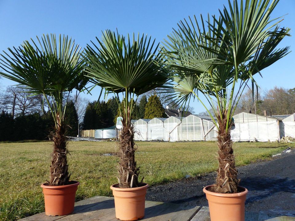 XXLPalme Stammhöhe 40-50 cm winterhart 160-180 cm Trachycarpus in Goch
