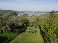 Gepflegte Obstwiese über Untertürkheim (Heidenwengert) Stuttgart - Untertürkheim Vorschau