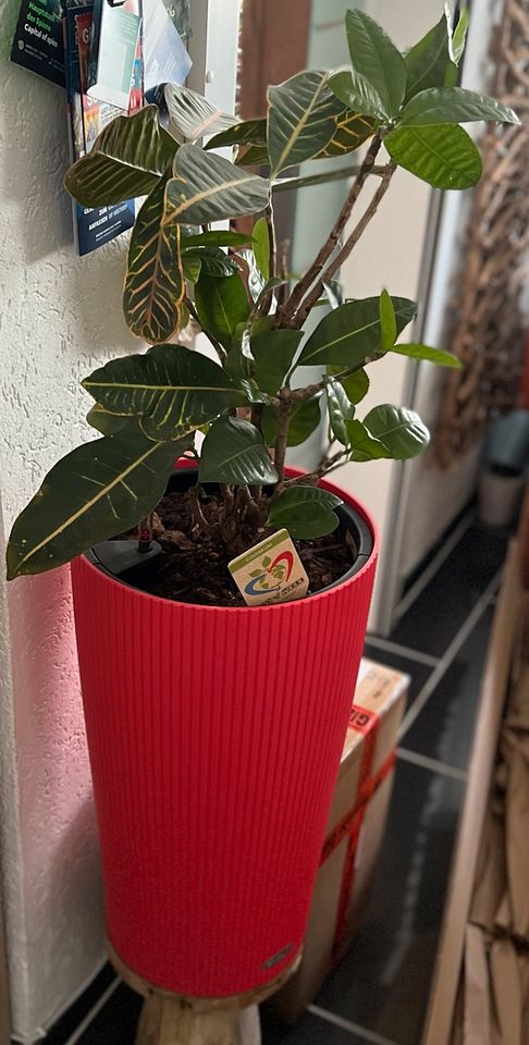 Lechuza Topf (groß) inkl. Pflanze zu verkaufen in Niedersachsen -  Braunschweig | eBay Kleinanzeigen ist jetzt Kleinanzeigen