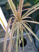 Drachenbaum  Dracaena marginata mit rotem Rand 1 Meter hoch . Dresden - Blasewitz Vorschau