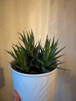 Sukkulente Pflanze einfache Zimmerpflanze Nordrhein-Westfalen - Ochtrup Vorschau