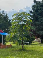 Blauglockenbaum noch 2 Stück vorhanden. Rheinland-Pfalz - Nierstein Vorschau