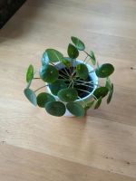 Pilea UFO pflanze Grünpflanzen Zimmerpflanze Hessen - Oberursel (Taunus) Vorschau