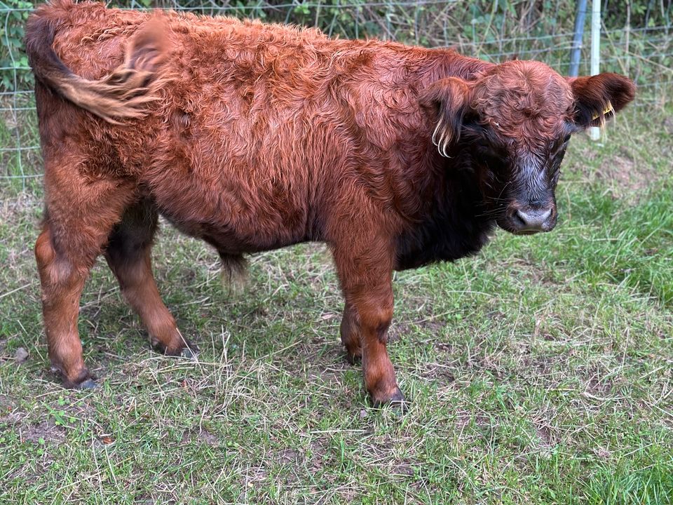 Odin, Herdbuch GAL. * 17.03.2023 in Wittenborn